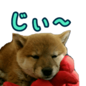 Shibainu puppy sticker #15574448
