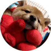 Shibainu puppy sticker #15574449