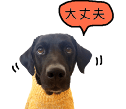 Black Labrador VANILLA sticker #15578618