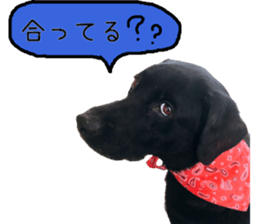 Black Labrador VANILLA sticker #15578619
