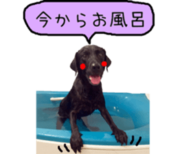 Black Labrador VANILLA sticker #15578621