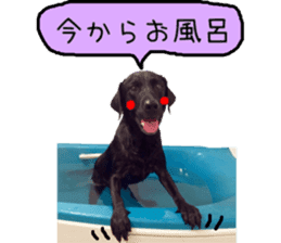 Black Labrador VANILLA sticker #15578621
