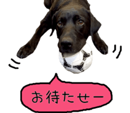 Black Labrador VANILLA sticker #15578622