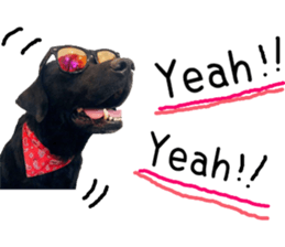 Black Labrador VANILLA sticker #15578623