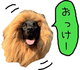 Black Labrador VANILLA sticker #15578624