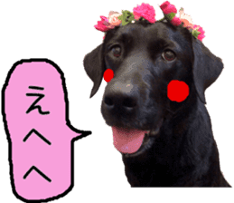 Black Labrador VANILLA sticker #15578627