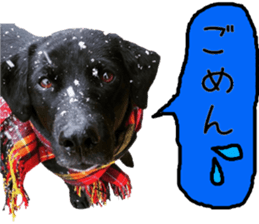 Black Labrador VANILLA sticker #15578629