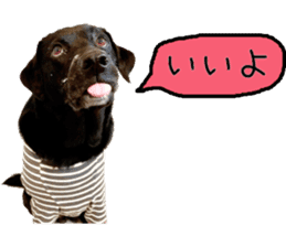 Black Labrador VANILLA sticker #15578630