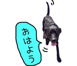 Black Labrador VANILLA sticker #15578632