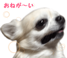 Melolemon sticker #15582428