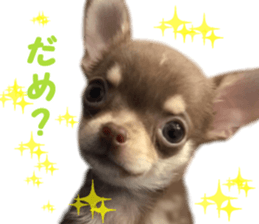 Melolemon sticker #15582431