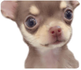 Melolemon sticker #15582432