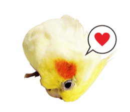 A Cute Cockatiel sticker #15584100