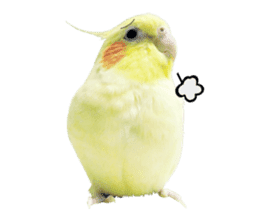 A Cute Cockatiel sticker #15584101
