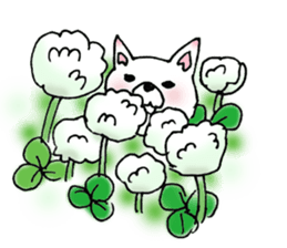 Daily supring of white Chihuahua sticker #15588382