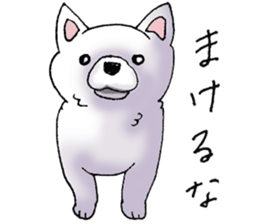 Daily supring of white Chihuahua sticker #15588386