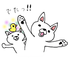 Daily supring of white Chihuahua sticker #15588390