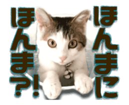 Cat of Roux.<<calico>> sticker #15591322