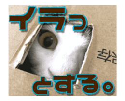 Cat of Roux.<<calico>> sticker #15591323