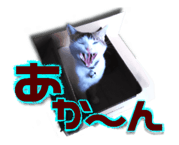 Cat of Roux.<<calico>> sticker #15591325