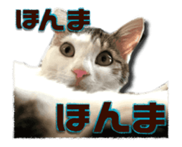 Cat of Roux.<<calico>> sticker #15591326