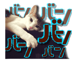 Cat of Roux.<<calico>> sticker #15591327