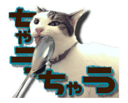 Cat of Roux.<<calico>> sticker #15591328