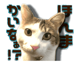 Cat of Roux.<<calico>> sticker #15591330