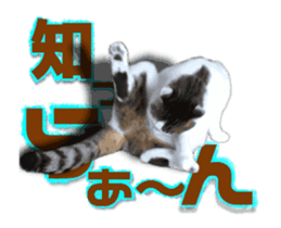 Cat of Roux.<<calico>> sticker #15591331