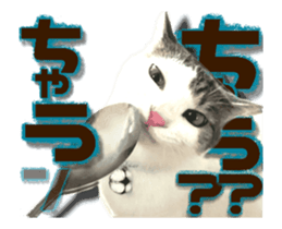 Cat of Roux.<<calico>> sticker #15591332