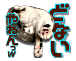 Cat of Roux.<<calico>> sticker #15591333