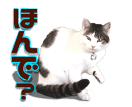 Cat of Roux.<<calico>> sticker #15591334