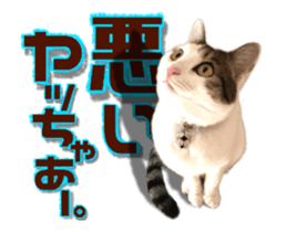 Cat of Roux.<<calico>> sticker #15591335