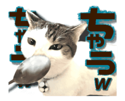 Cat of Roux.<<calico>> sticker #15591336