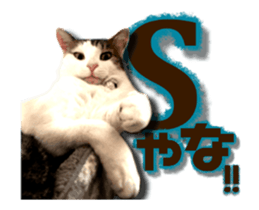 Cat of Roux.<<calico>> sticker #15591337