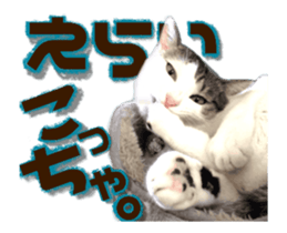 Cat of Roux.<<calico>> sticker #15591338