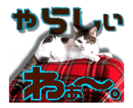 Cat of Roux.<<calico>> sticker #15591339