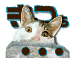 Cat of Roux.<<calico>> sticker #15591340