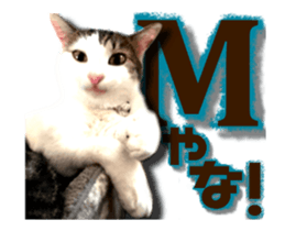 Cat of Roux.<<calico>> sticker #15591341