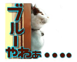 Cat of Roux.<<calico>> sticker #15591342