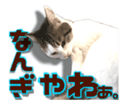 Cat of Roux.<<calico>> sticker #15591343