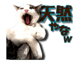 Cat of Roux.<<calico>> sticker #15591345