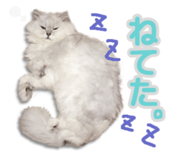 Cutie fluffy cat 2 sticker #15593138