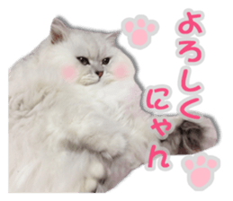 Cutie fluffy cat 2 sticker #15593141