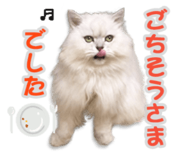 Cutie fluffy cat 2 sticker #15593143