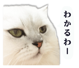 Cutie fluffy cat 2 sticker #15593145