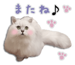 Cutie fluffy cat 2 sticker #15593149