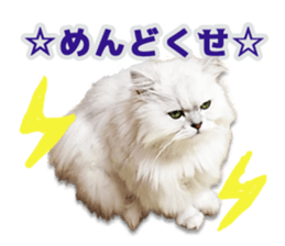 Cutie fluffy cat 2 sticker #15593151