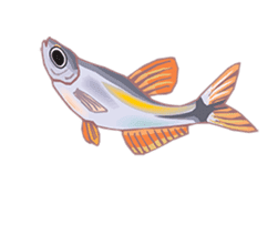 Happy Fish! sticker #15600154