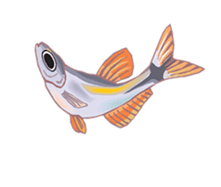 Happy Fish! sticker #15600157